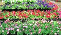flower-show-2011 (7)